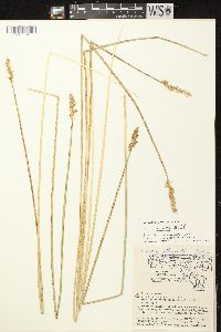 Carex stipata var. stipata image