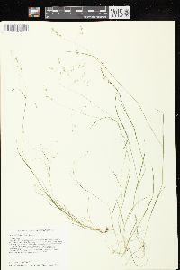 Poa paludigena image