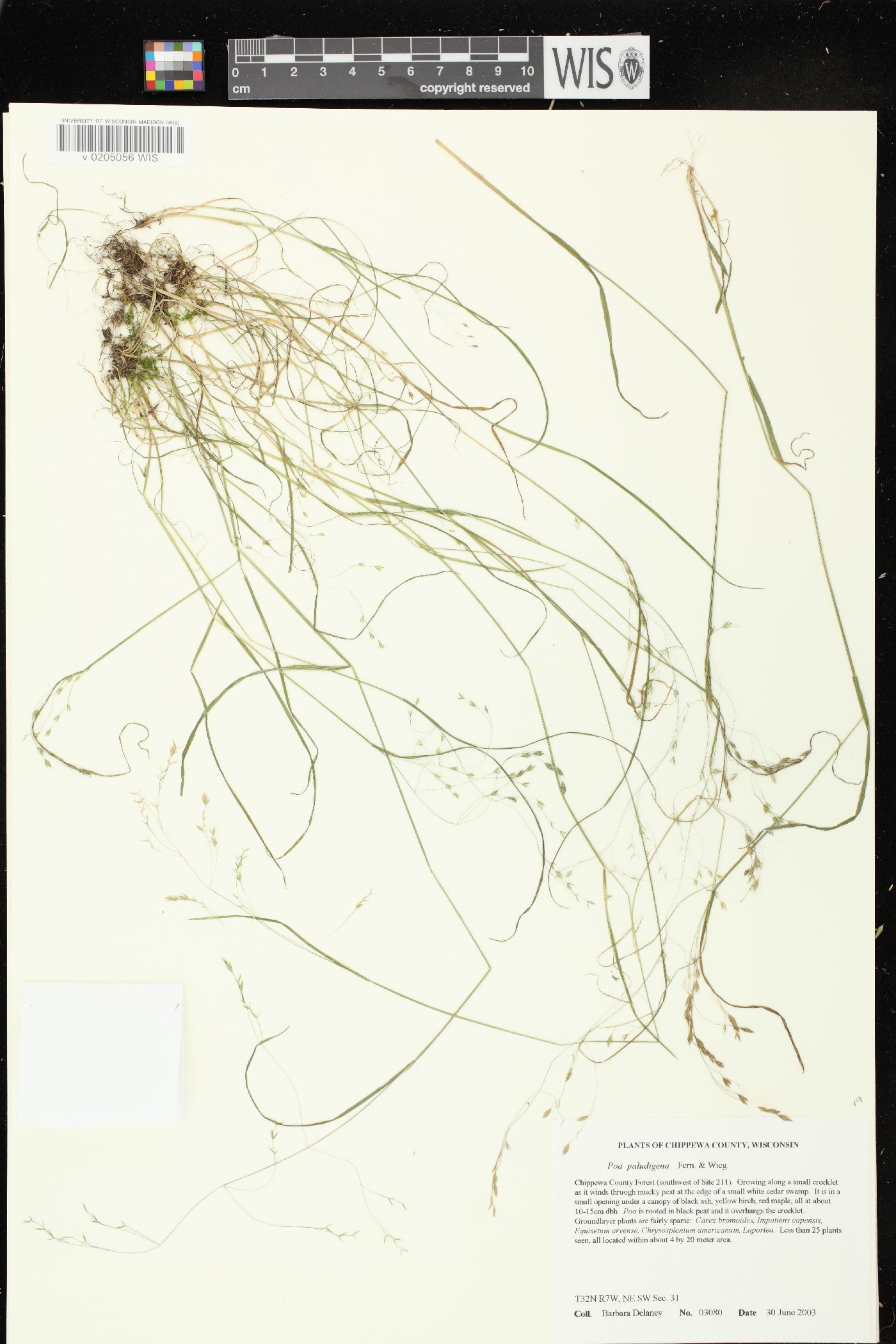 Poa paludigena image