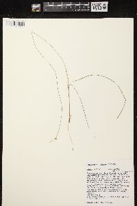 Carex radiata image