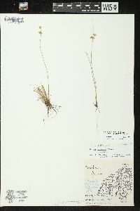 Juncus tenuis var. tenuis image