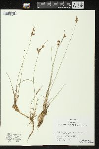 Juncus interior image