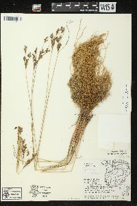 Juncus interior image