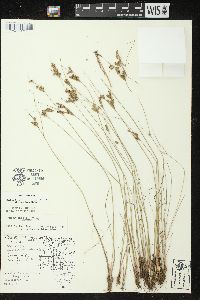 Juncus interior image