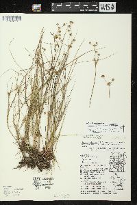 Juncus x nodosiformis image