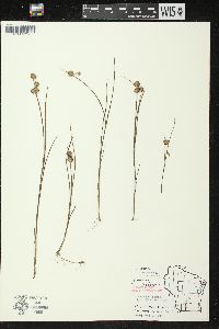 Juncus nodosus image