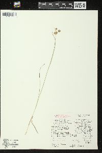 Juncus nodosus image