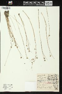 Juncus nodosus image