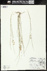 Juncus nodosus image