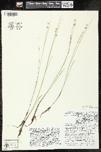 Juncus nodosus image