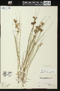 Juncus nodosus image