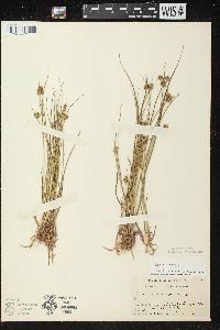 Juncus nodosus image