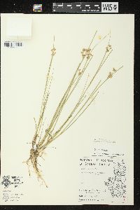 Juncus nodosus image