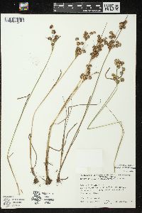 Juncus nodosus image