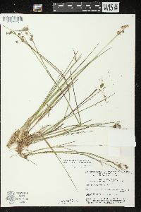 Juncus nodosus image