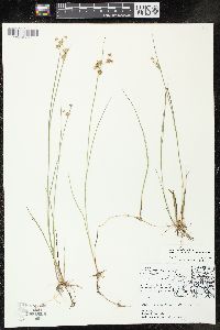 Juncus nodosus image