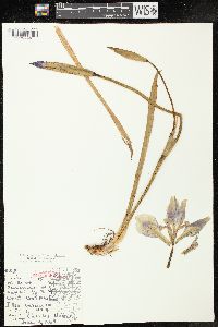 Iris virginica image