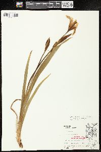 Iris virginica image