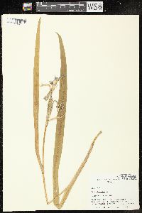 Iris virginica image