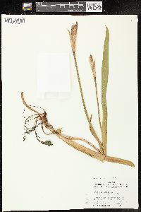 Iris virginica image