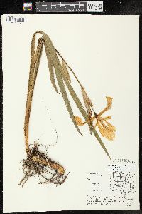 Iris virginica image