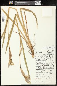 Iris virginica var. shrevei image