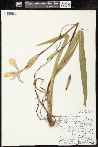 Iris virginica var. shrevei image