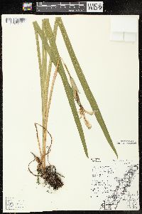 Iris virginica image