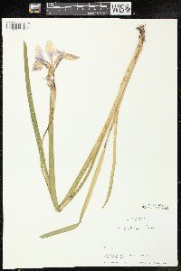 Iris virginica image