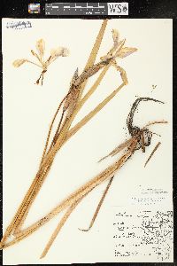 Iris virginica image