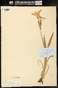 Iris virginica var. shrevei image