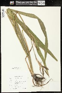 Iris virginica image