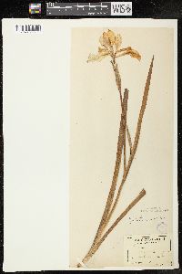 Iris virginica image