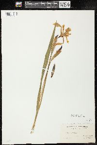 Iris virginica image