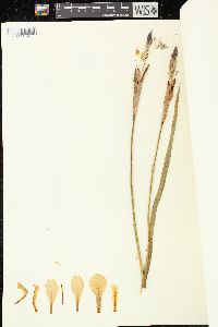 Iris virginica image