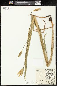 Iris virginica image
