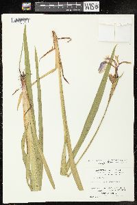 Iris virginica var. shrevei image