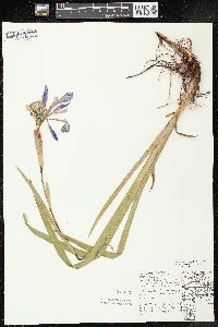 Iris virginica image