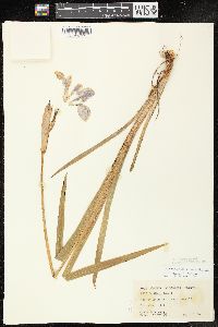 Iris virginica image