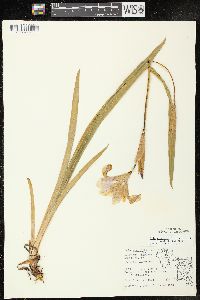 Iris virginica image