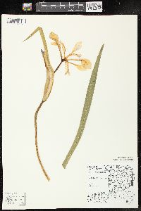 Iris virginica var. shrevei image