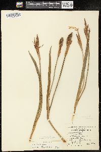 Iris virginica image