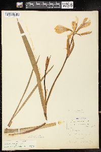 Iris virginica image