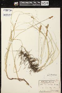 Carex diandra image