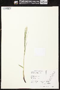 Carex arctata image