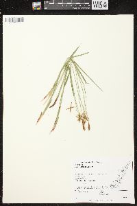 Carex castanea image