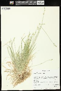 Carex communis var. communis image