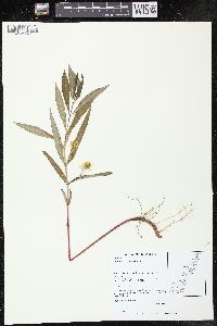 Lysimachia thyrsiflora image