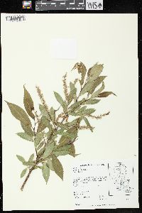 Salix lucida subsp. lucida image