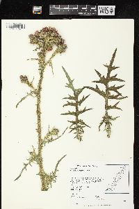 Cirsium palustre image